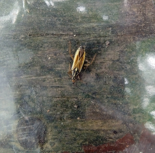 Leptopterna dolabrata - közönséges mezeipoloska