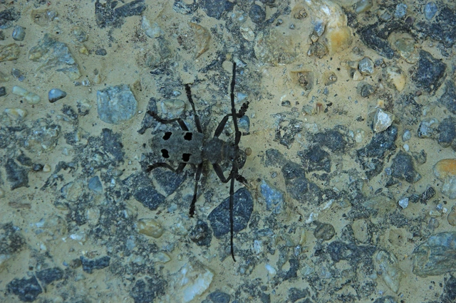 Morimus asper funereus - gyászcincér