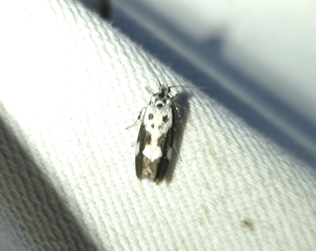 Ethmia quadrillella - gyászos feketemoly