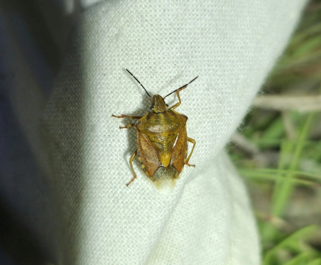 Carpocoris Carpocoris