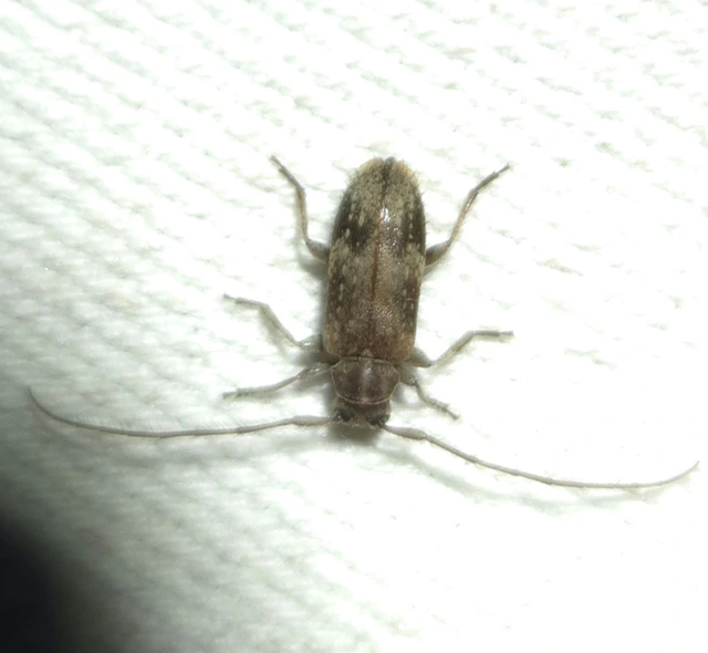 Exocentrus adspersus - tölgyfa-rőzsecincér