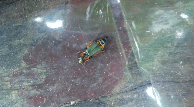 Clanoptilus marginellus - szegélyes bibircsesbogár
