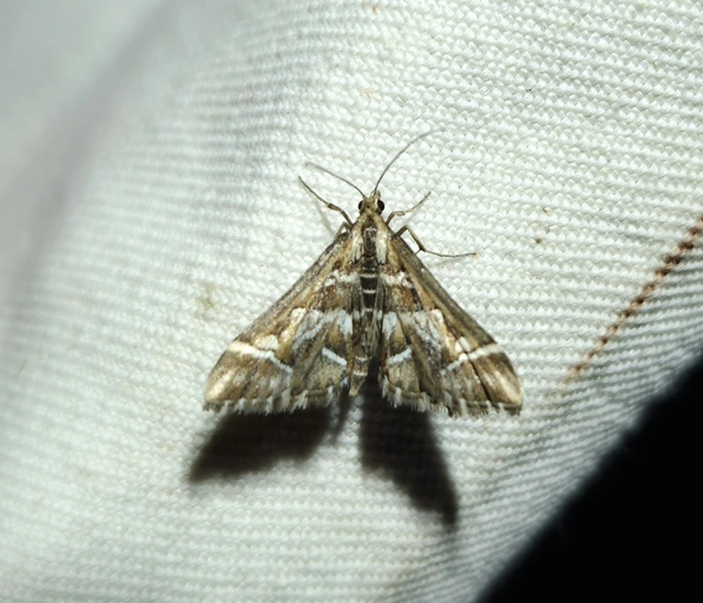 Diasemia reticularis - betűmintás tűzmoly