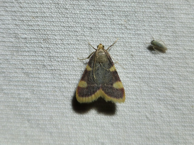 Hypsopygia costalis - szénailonca