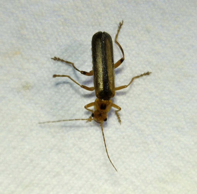 Metacantharis discoidea - fenyves-lágybogár