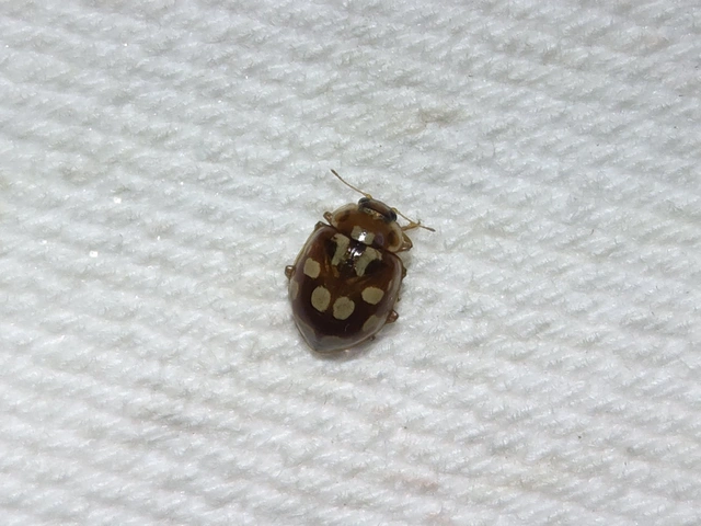 Myrrha octodecimguttata - tizennyolccseppes füsskata