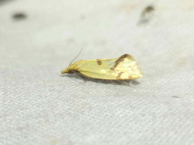 Agapeta hamana - közönséges sárgamoly