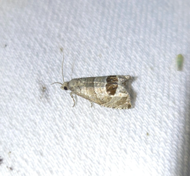 Notocelia uddmanniana - málnasodró tükrösmoly