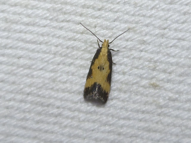 Brachmia dimidiella - citromkocsord-lápimoly