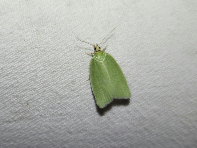 Tortrix viridana - tölgyilonca