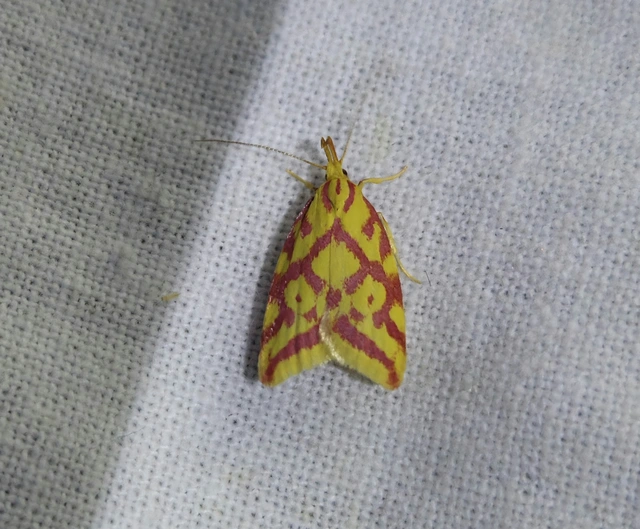 Hypercallia citrinalis - pirossávos díszmoly Hypercallia citrinalis - pirossávos díszmoly