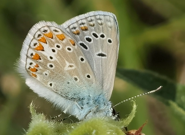 Polyommatus thersites - ibolyaszín boglárka