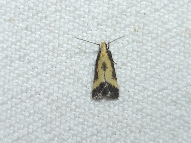 Brachmia dimidiella - citromkocsord-lápimoly