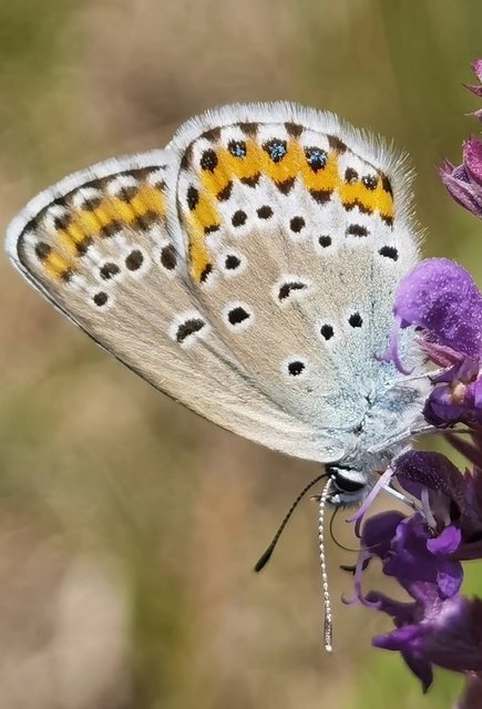 Plebejus argyrognomon - tintakék boglárka