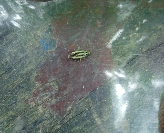 Stenotus binotatus - kétfoltos mezeipoloska