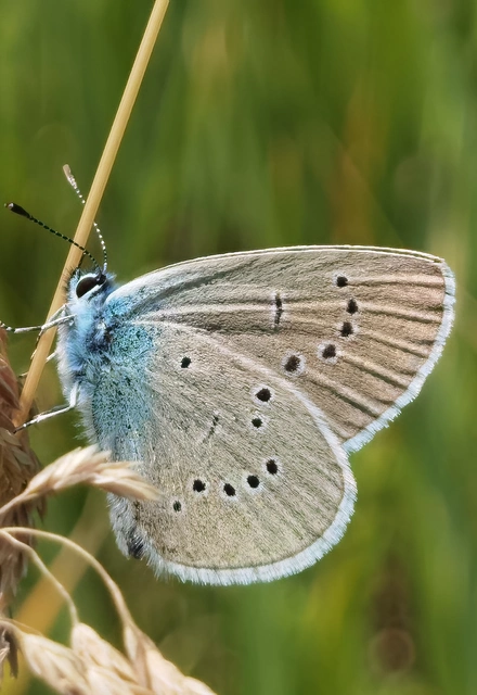 Cyaniris semiargus - aprószemes boglárka