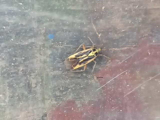 Stenotus binotatus - kétfoltos mezeipoloska