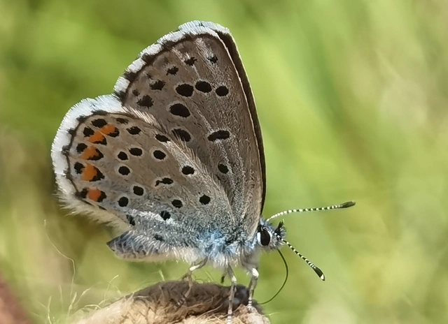 Pseudophilotes schiffermuelleri - apró boglárka