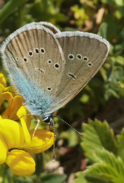 Cyaniris semiargus - aprószemes boglárka