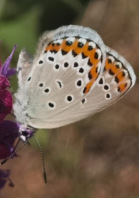 Plebejus argyrognomon - tintakék boglárka