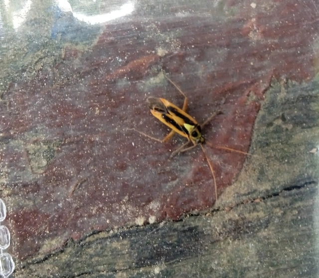 Stenotus binotatus - kétfoltos mezeipoloska
