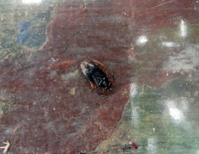 Capsus ater - fekete mezeipoloska