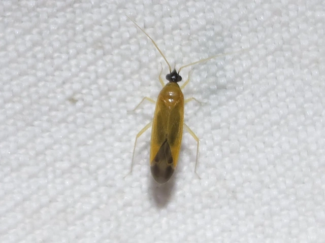 Phylus melanocephalus