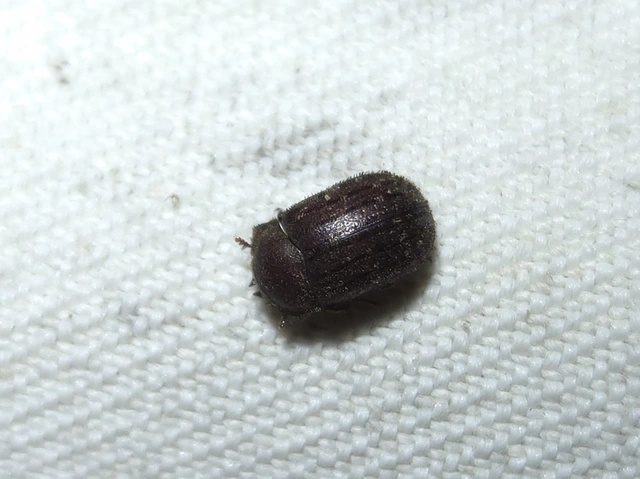 Aesalus scarabaeoides - szőrös szarvasbogár