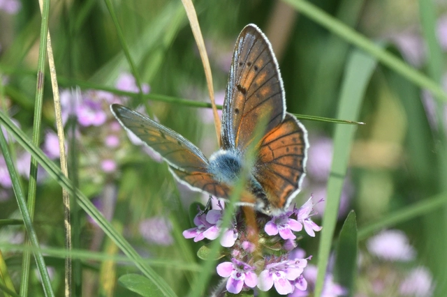 Lycaena alciphron - ibolyás tűzlepke