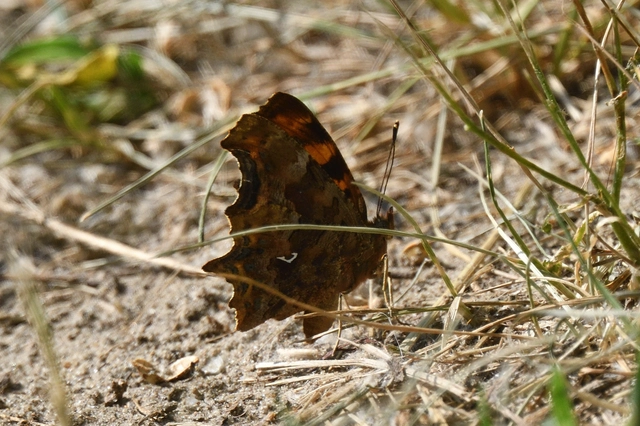Nymphalis c-album - C-betűs lepke