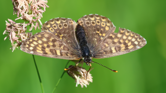 Melitaea cinxia - réti tarkalepke