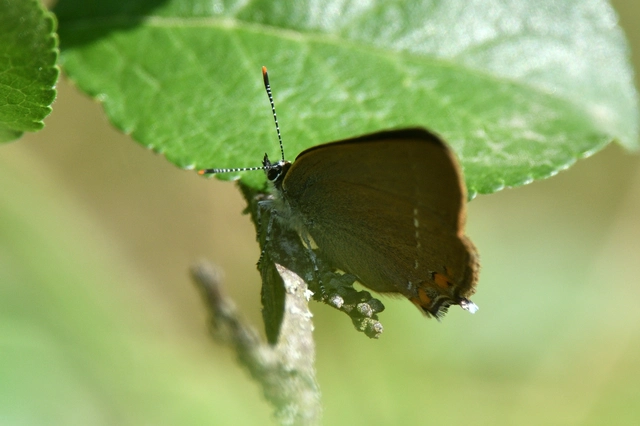 Satyrium acaciae - akác-csücsköslepke