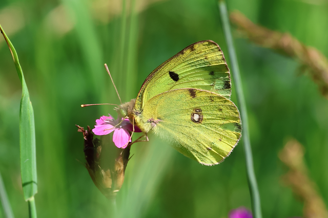 Colias alfacariensis - déli kéneslepke