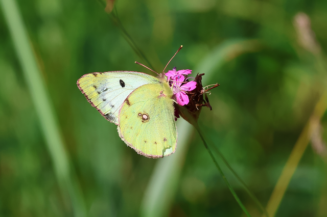 Colias alfacariensis - déli kéneslepke