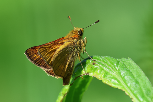 Ochlodes sylvanus - erdei busalepke
