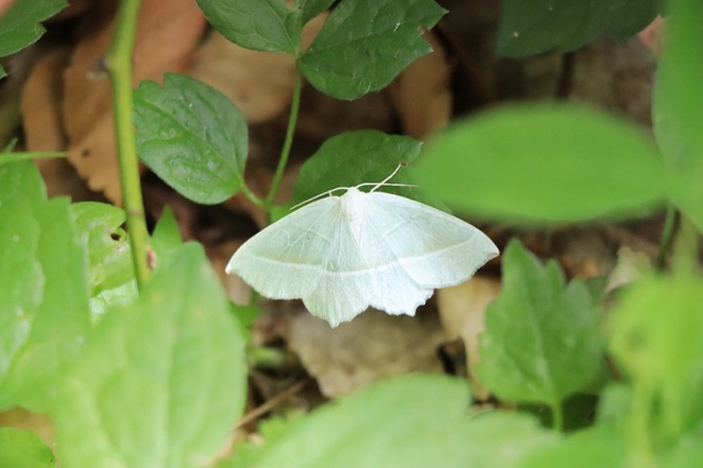 Campaea margaritaria - gyöngyházfényű zöldaraszoló Campaea margaritaria - gyöngyházfényű zöldaraszoló