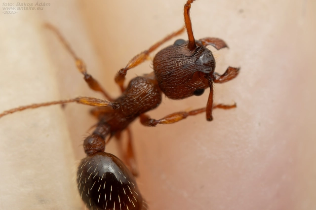 Myrmica curvithorax - sziki bütyköshangya