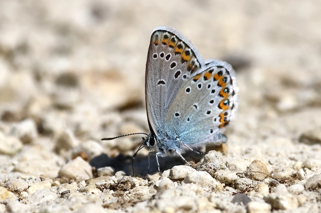 Plebejus argyrognomon - tintakék boglárka