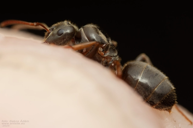 Lasius umbratus - berki borostyánhangya