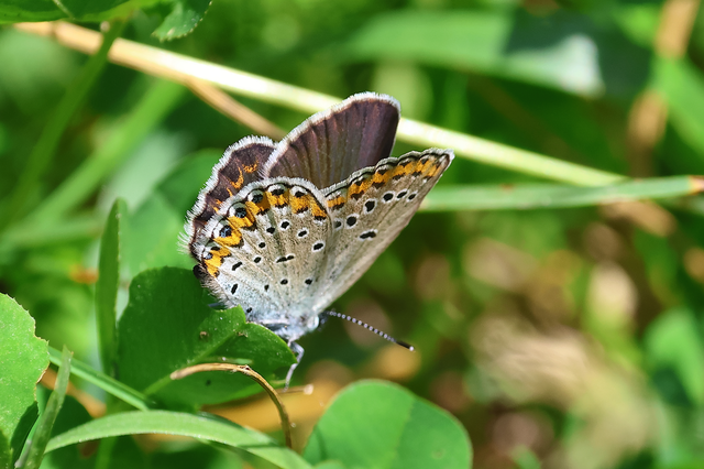 Plebejus argyrognomon - tintakék boglárka