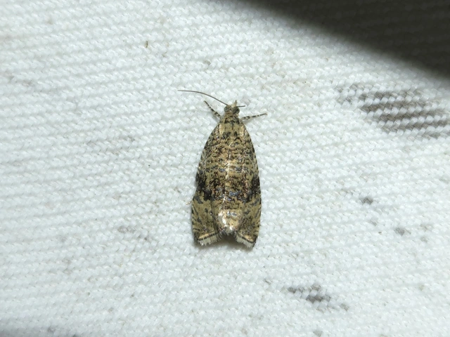 Celypha lacunana - vízparti tükrösmoly