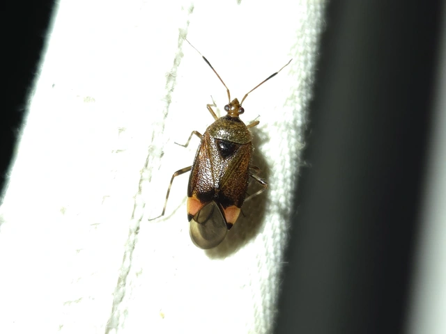 Deraeocoris