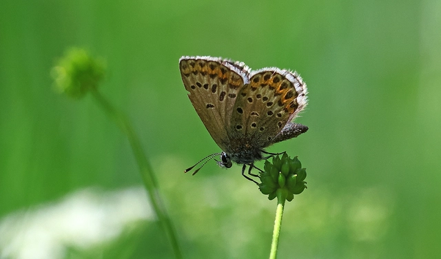 Plebejus argyrognomon - tintakék boglárka