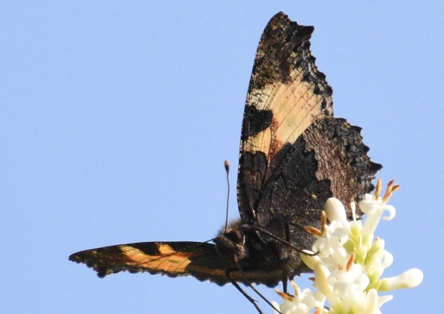 Nymphalis urticae - kis rókalepke Nymphalis urticae - kis rókalepke