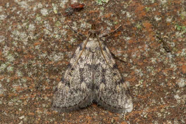 Aglossa pinguinalis - zsiradékmoly