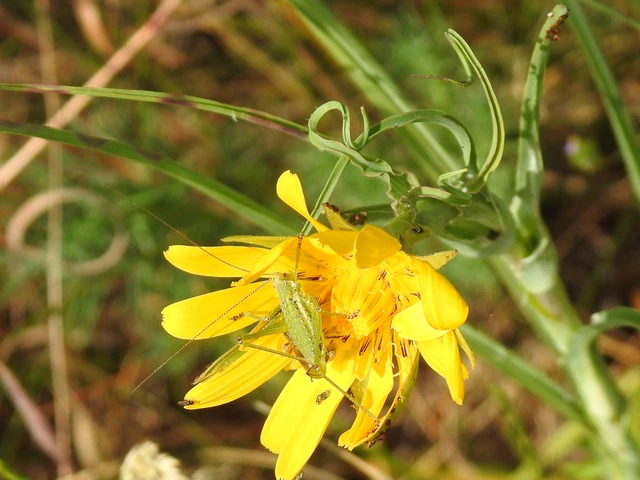 Leptophyes albovittata - közönséges virágszöcske