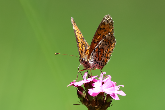 Melitaea trivia - kis tarkalepke