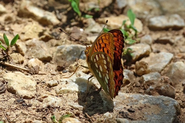 Argynnis adippe - ezüstös gyöngyházlepke