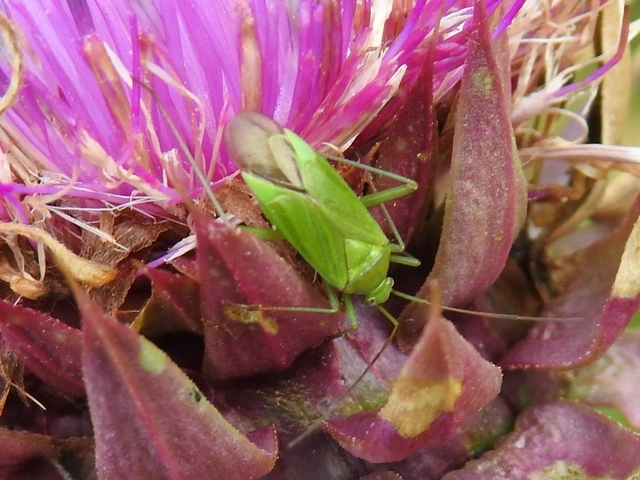 Calocoris affinis Calocoris affinis