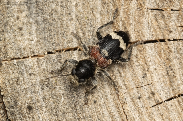 Clerus mutillarius - feketenyakú szúfarkas
